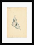 Heart of Lophius piscatorius [Angler fish] by William Clift
