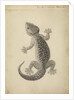 Lacerta gecko by William Clift