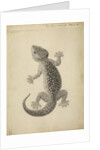 Lacerta gecko by William Clift