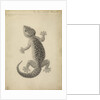 Lacerta gecko by William Clift