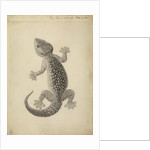 Lacerta gecko by William Clift