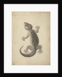 Lacerta gecko by William Clift