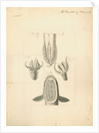 Feet of Lacerta gecko and house-fly with gripping organ of the suckerfish by William Clift