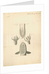 Feet of Lacerta gecko and house-fly with gripping organ of the suckerfish by William Clift