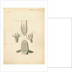 Feet of Lacerta gecko and house-fly with gripping organ of the suckerfish by William Clift