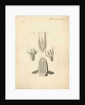 Feet of Lacerta gecko and house-fly with gripping organ of the suckerfish by William Clift