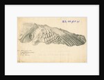 Fossilised Ichthyosaur paddle and scapula by William Clift