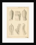 Lacerta gecko toes by Franz Andreas Bauer