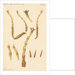 Yellow Saw-fly legs by Franz Andreas Bauer