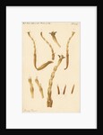 Yellow Saw-fly legs by Franz Andreas Bauer