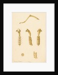 Abyssinian cricket legs by Franz Andreas Bauer