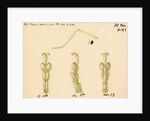 Oak bush-cricket legs by Franz Andreas Bauer