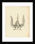 Heart of the Sepia officinalis [Common cuttlefish] by William Clift