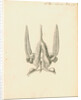 Heart of the Sepia officinalis [Common cuttlefish] by William Clift