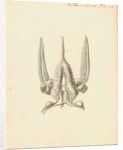 Heart of the Sepia officinalis [Common cuttlefish] by William Clift