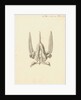 Heart of the Sepia officinalis [Common cuttlefish] by William Clift