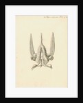 Heart of the Sepia officinalis [Common cuttlefish] by William Clift