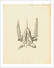 Heart of the Sepia officinalis [Common cuttlefish] by William Clift