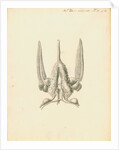 Heart of the Sepia officinalis [Common cuttlefish] by William Clift
