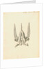 Heart of the Sepia officinalis [Common cuttlefish] by William Clift