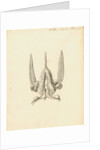 Heart of the Sepia officinalis [Common cuttlefish] by William Clift
