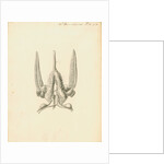 Heart of the Sepia officinalis [Common cuttlefish] by William Clift