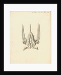 Heart of the Sepia officinalis [Common cuttlefish] by William Clift