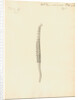 Lumbricus marinus [Lugworm] by William Clift