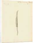 Lumbricus marinus [Lugworm] by William Clift