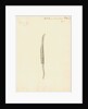 Lumbricus marinus [Lugworm] by William Clift
