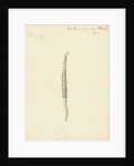 Lumbricus marinus [Lugworm] by William Clift