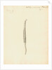 Lumbricus marinus [Lugworm] by William Clift