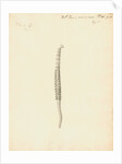 Lumbricus marinus [Lugworm] by William Clift