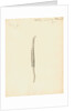 Lumbricus marinus [Lugworm] by William Clift