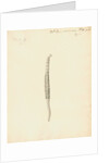 Lumbricus marinus [Lugworm] by William Clift