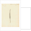 Lumbricus marinus [Lugworm] by William Clift
