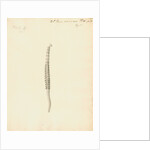Lumbricus marinus [Lugworm] by William Clift