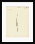 Lumbricus marinus [Lugworm] by William Clift