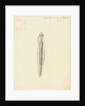 Lumbricus marinus [Lugworm] dissected by William Clift