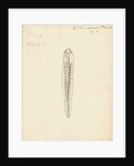 Lumbricus marinus [Lugworm] dissected by William Clift