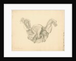 Human uterus by Franz Andreas Bauer