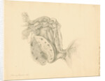 Human ovary by Franz Andreas Bauer