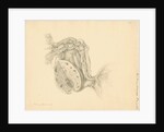 Human ovary by Franz Andreas Bauer