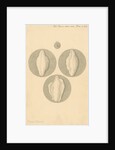 Human ovum by Franz Andreas Bauer