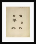 Ocythoe cranchii [winged argonaut] by Anonymous