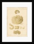 Helix janthina [marine snail] by Franz Andreas Bauer