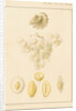 Argonaut shell and eggs by Franz Andreas Bauer