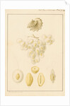 Argonaut shell and eggs by Franz Andreas Bauer