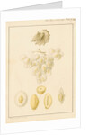 Argonaut shell and eggs by Franz Andreas Bauer