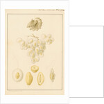Argonaut shell and eggs by Franz Andreas Bauer